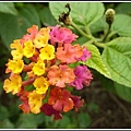 馬鞭草科-馬纓丹23.jpg