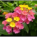 馬鞭草科-馬纓丹24.jpg