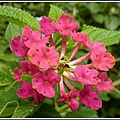 馬鞭草科-馬纓丹25.jpg