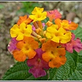 馬鞭草科-馬纓丹28.jpg
