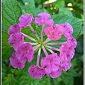 馬鞭草科-馬纓丹30.jpg