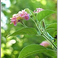 馬鞭草科-馬纓丹31.jpg