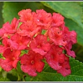 馬鞭草科-馬纓丹32.jpg
