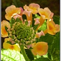 馬鞭草科-馬纓丹33.jpg
