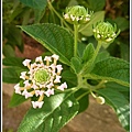 馬鞭草科-馬纓丹34.jpg