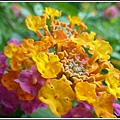 馬鞭草科-馬纓丹38.jpg