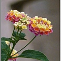 馬鞭草科-馬纓丹41.jpg
