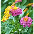 馬鞭草科-馬纓丹47.jpg