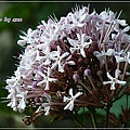 馬鞭草科-單瓣山茉莉(臭牡丹)05.jpg
