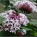 馬鞭草科-單瓣山茉莉(臭牡丹)11.jpg