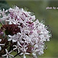 馬鞭草科-單瓣山茉莉(臭牡丹)12.jpg