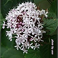 馬鞭草科-單瓣山茉莉(臭牡丹)13.jpg