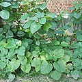 馬鞭草科-單瓣山茉莉(臭牡丹)15.jpg