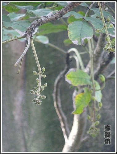 紫葳科-臘腸樹03.jpg