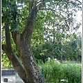 紫葳科-臘腸樹16.jpg