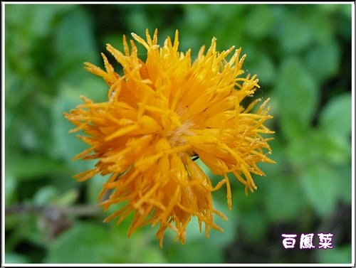 菊科-白鳳菜07.jpg