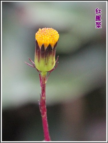 菊科-紅鳳菜04.jpg