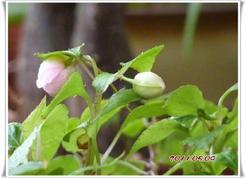 鳳仙花科-玫瑰鳳仙(重瓣非洲鳳仙)12.jpg