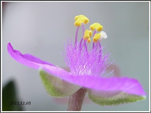 鴨跖草科-重扇10.jpg