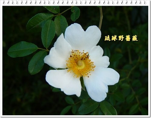 薔薇科-琉球野薔薇03.jpg