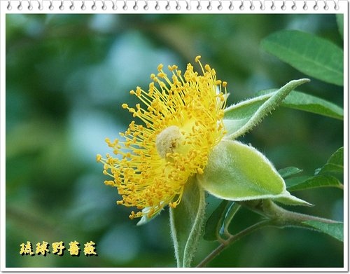 薔薇科-琉球野薔薇04.jpg