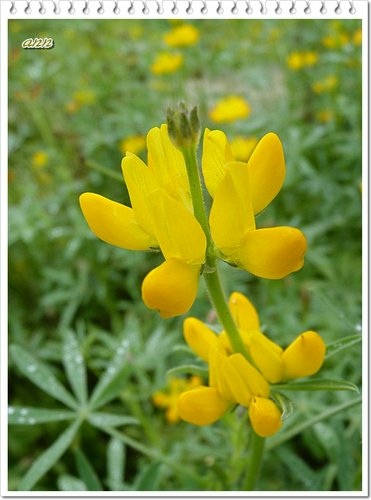 豆科-黃花羽扇豆(魯冰花)03.jpg