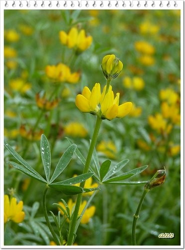 豆科-黃花羽扇豆(魯冰花)01.jpg