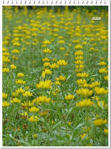 豆科-黃花羽扇豆(魯冰花)05.jpg