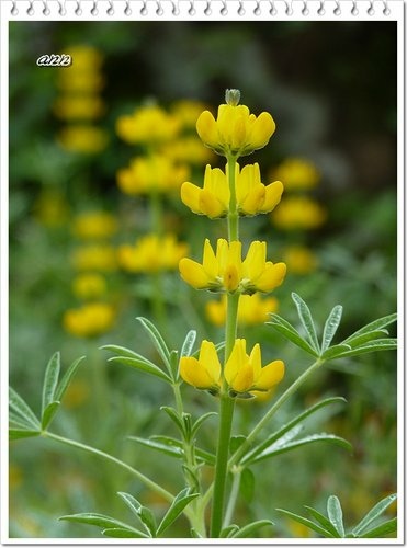 豆科-黃花羽扇豆(魯冰花)08.jpg