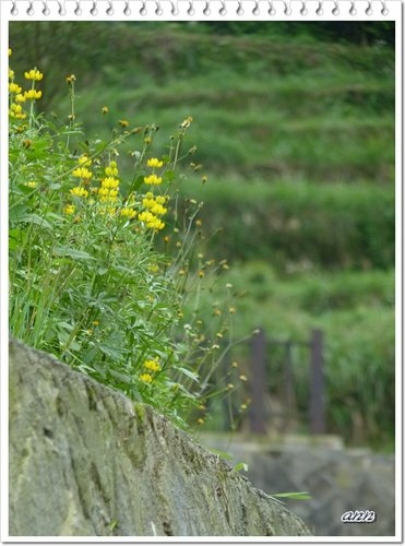 豆科-黃花羽扇豆(魯冰花)15.jpg