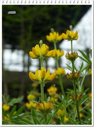 豆科-黃花羽扇豆(魯冰花)19.jpg