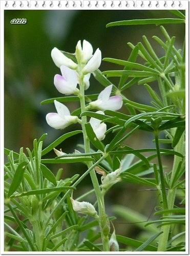 豆科-黃花羽扇豆(魯冰花)20.jpg