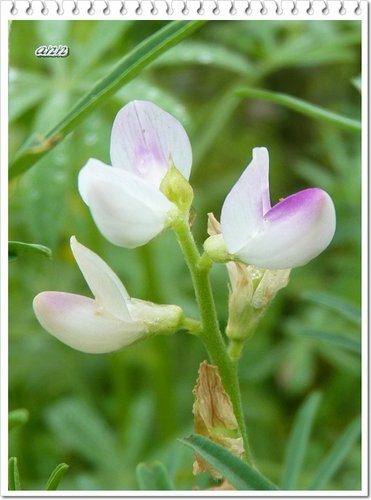 豆科-黃花羽扇豆(魯冰花)24.jpg