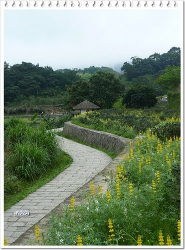 豆科-黃花羽扇豆(魯冰花)31.jpg