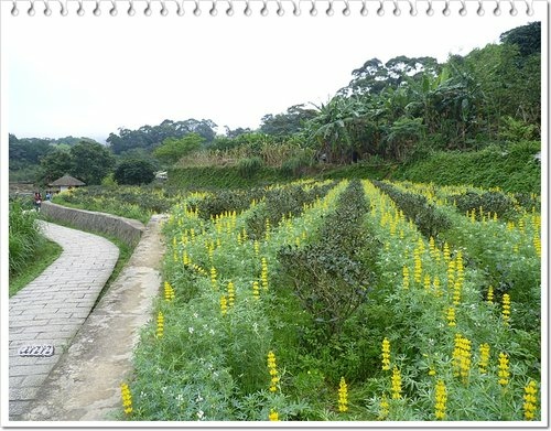 豆科-黃花羽扇豆(魯冰花)33.jpg