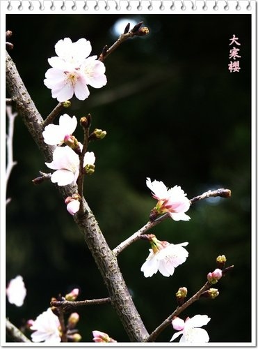 薔薇科-大寒櫻06.jpg