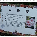 薔薇科-大漁櫻21.jpg