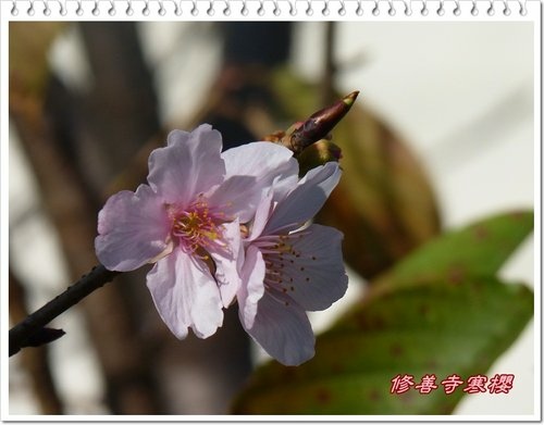 薔薇科-修善寺寒櫻19.jpg