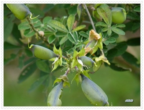 豆科-木豆%26;掌葉豬屎豆18.jpg