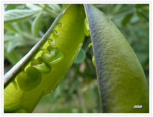 豆科-木豆%26;掌葉豬屎豆20.jpg