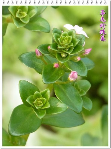 櫻草科-茅毛珍珠菜(濱排草)03.jpg