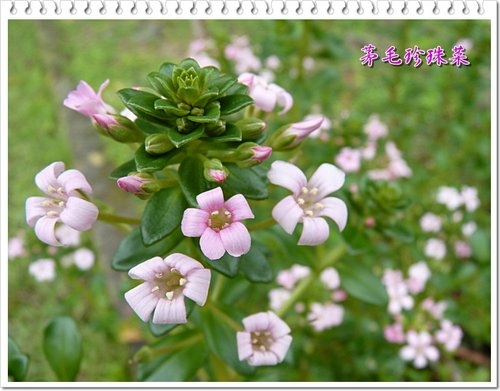 櫻草科-茅毛珍珠菜(濱排草)11.jpg