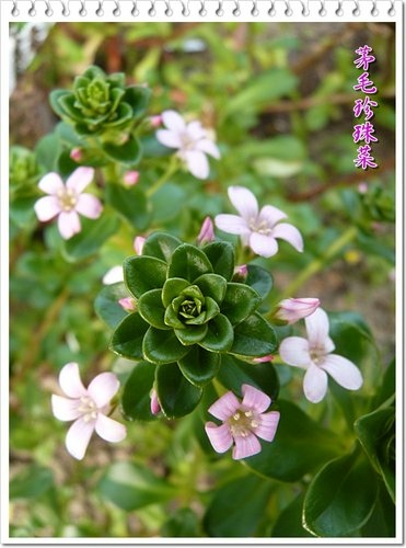 櫻草科-茅毛珍珠菜(濱排草)10.jpg