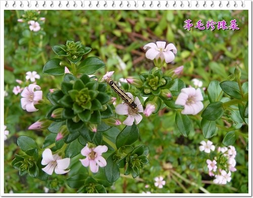 櫻草科-茅毛珍珠菜(濱排草)13.jpg