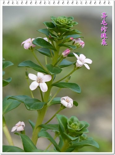 櫻草科-茅毛珍珠菜(濱排草)14.jpg