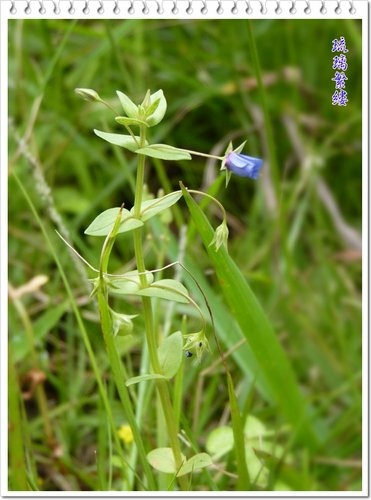 櫻草科-琉璃繁縷(海綠)08.jpg