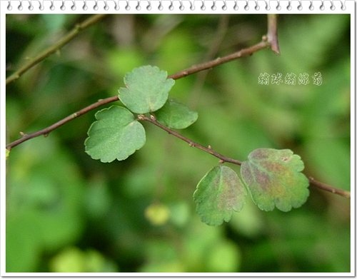 薔薇科-繡球繡線菊%26;冬青科-燈稱花04.jpg