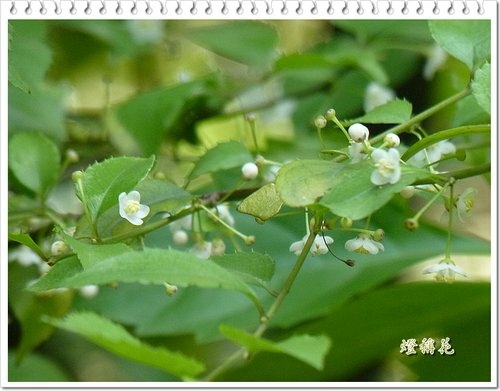 薔薇科-繡球繡線菊%26;冬青科-燈稱花10.jpg