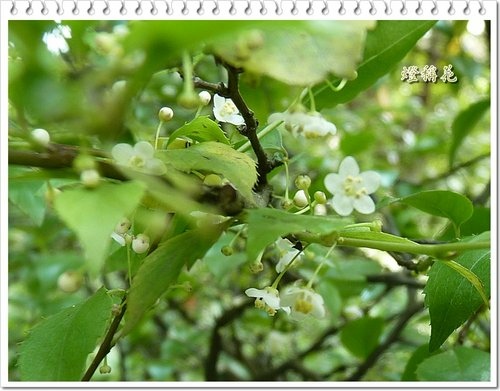 薔薇科-繡球繡線菊&冬青科-燈稱花13.jpg