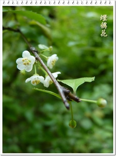 薔薇科-繡球繡線菊&冬青科-燈稱花14.jpg